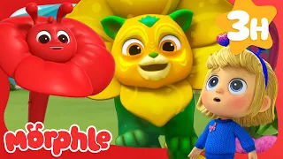 The Flower Power Prize! | Stories for Kids | Morphle Kids Cartoons