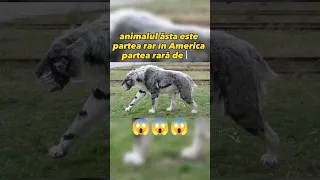 animale parte rare partea 1 😱😱😱