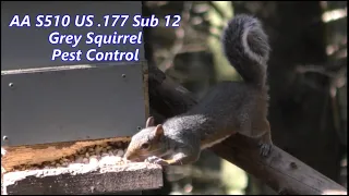 UK Grey Squirrel Control - Another Busy Morning - Air Arms S510 Ultimate Sporter .177