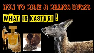 HOW TO MAKE A MILLION BUCKS, KASTURI (DEER MUSK)