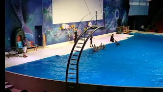 DOLPHIN AND SEAL SHOW || FISH SHOW