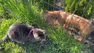 Кот со своим другом , играются .