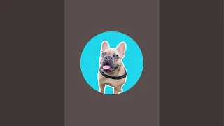 TJ The Frenchie is live