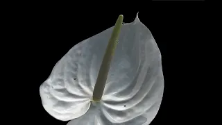 Photogrammetry of Anthurium, the “flamingo flower”