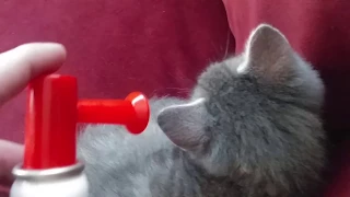 Waking up my kitten with an air horn