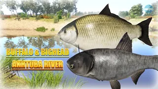 Russian Fishing 4 RF4 Akhtuba River ACTIVE SPOT BUFFALO & BIGHEAD 🐟