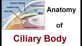 Anatomy of Ciliary Body