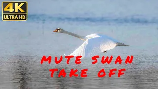 How Mute Swan Takes Off | Wildlife | Animals and Birds video in 4K