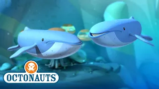 ​@Octonauts - The Mixed Up Whales | Full Episode 16 | @OctonautsandFriends