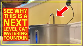 A Stainless Steel Luxury Water Fountain For My Cats? Yes, Please!