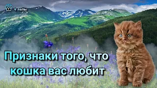 Признаки того, что кошка вас любит