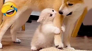 New Funny Videos 2024 😍 Cutest Cats and Dogs 🐱🐶 Part 79