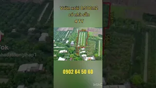 bán vườn xoài 8.900m huyện cao lãnh