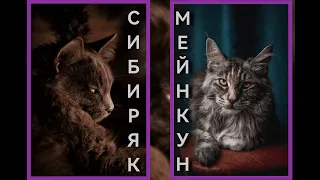 МЕЙН-КУН И СИБИРСКАЯ КОШКА| ВЕС, ПИТАНИЕ, ХАРАКТЕР, ИГРУШКИ #cats #mainecoon #siberiancat