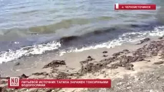 Питьевой источник Тагила заражен токсичными водорослями