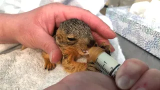 Meet an orphaned baby squirrel in WildCare's Wildlife Hospital