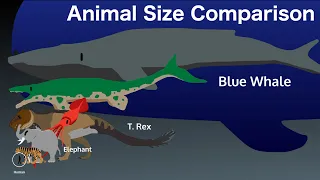 Animal Size Comparison