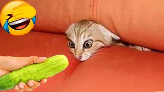 Funniest Animals 2023 😂 Funniest Cats and Dogs 😺🐶 Part 30 | Funny Animals Family