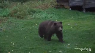 On This Day in Bear Cam History | Bear Interrupts a Live Chat