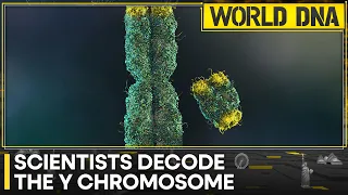 Researchers fully sequence the Y chromosome for the first time | World DNA | Latest News | WION