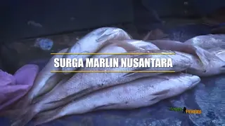 JEJAK PETUALANG | SURGA MARLIN NUSANTARA (22/05/21) Part 1