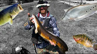 Bullseye Snakehead, Clown Knifefish, Mayan Cichlid, and Largemouth Bass: FL Canal Fishing Tips