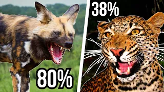 5 Large African Predators With The Highest Success Rates