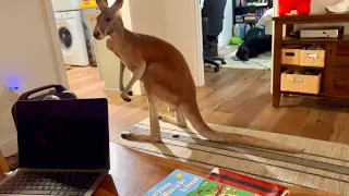 Kangaroo Breaks Into my Home (how to steal a plane)