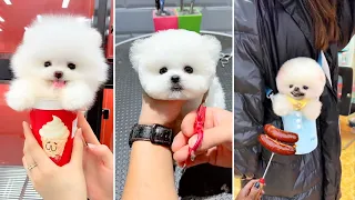 Tik Tok Chó Phốc Sóc Mini 😍 Funny and Cute Pomeranian #367