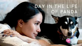A DAY IN THE LIFE OF PANDA | Heart Evangelista