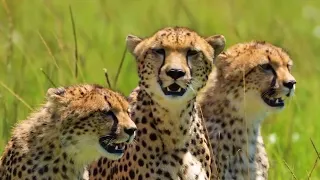 Natural Wonders of the African Wild | Wild Animals in Their Natural Habitat #animals