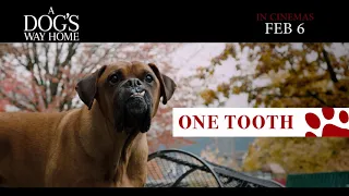 A DOG'S WAY HOME - IN CINEMAS FEB 6