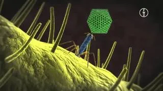 FWU - Mikroorganismen: Viren - Trailer