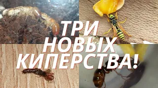 ТРИ НОВЫХ КИПЕРСТВА?(Веспакиперство, термикиперство, эмбикиперство)