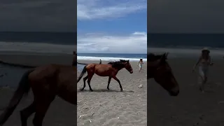 Photographing wild horses on the beach in remote Waipio Valley on the Big Island of Hawaii!