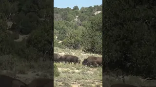 Insane experience hunting free range public land BISON on a once in a lifetime tag 🦬🏹