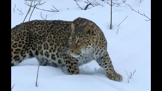 КАВКАЗСКИЙ ЛЕОПАРД - ВОЗВРАЩЕНИЕ ЛЕГЕНДЫ    /      CAUCASIAN LEOPARD - THE RETURN OF THE LEGEND