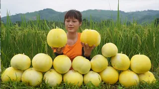 Harvesting yellow watermelon go to the market to sell - Make watermelon cream jelly, daily life farm