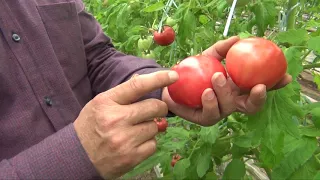 Экспериментальный гибрид томата в теплице у Паши (26-03-2018)