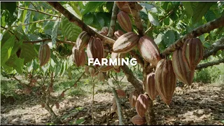 Cacao farming