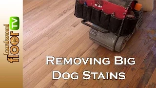 Remove Big Dog Pet Stains In Hardwood Floors