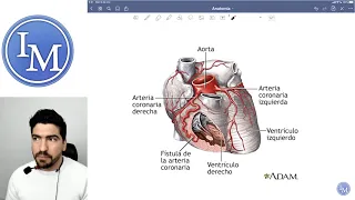 Anatomía | Sistema Cardiovascular | Inductivo a la Facultad de Medicina