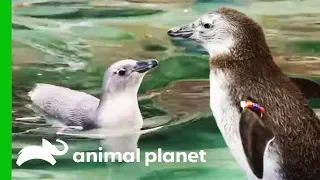 Penguin Chicks Go For Their First Ever Swim! | The Zoo: San Diego