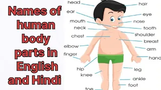 मानव शरीर के अंगों के नाम अंग्रेजी और हिन्दी में parts of human body