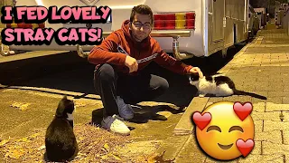 These Lovely Stray Cats Was So Hungry! I Had To Feed Them | YUFUS