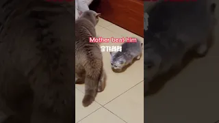 Mother Cat Fights Another Cat For Hitting Her Kitten 🐾