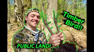 Ohio Public land Timber Turkey Hunt!!! 2019