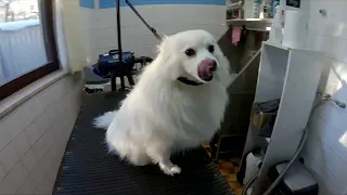 Grooming German Spitz