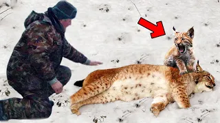 Man helps crying bobcat cub and its dying mother, what happened next is unbelievable