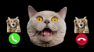 CAT RINGTONE HAPPY TO HAPPY CAT BUT FAMOUS | Meme Cats Famous Phone Ringtones